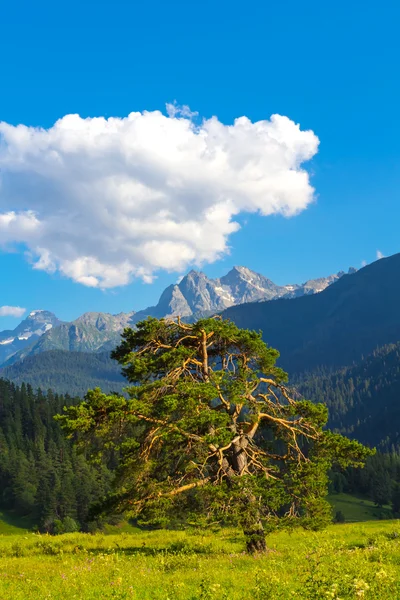 Closeup pine tree before a mount ridge — Stock Photo, Image