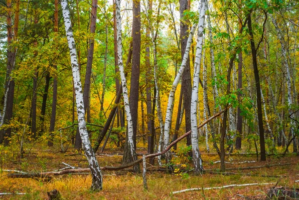 Autumn birch forest scene — Stock Photo, Image
