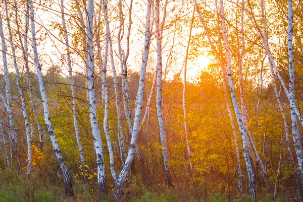 Autumn birch forest at the sunset — Stock Photo, Image