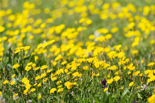 Primer plano flores de la pradera amarilla — Foto de Stock