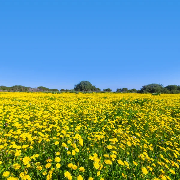 黄色の花の空き地 — ストック写真