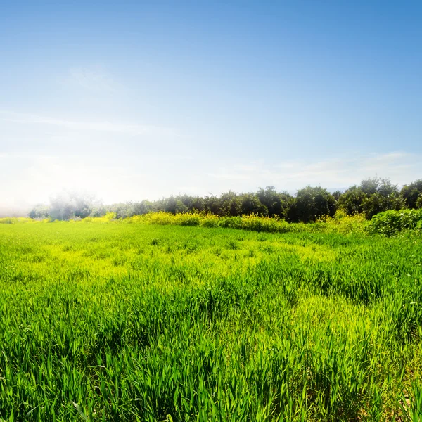 Green field at the early morning — Stock Photo, Image