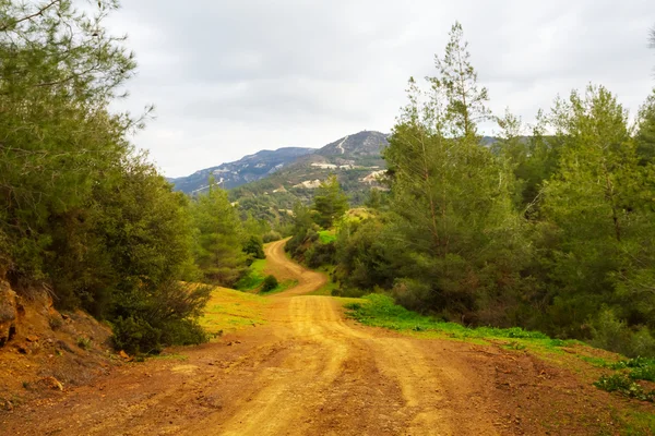 Toprak yol bir orman yoluyla — Stok fotoğraf