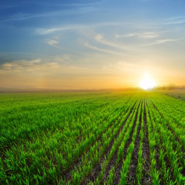 Yeşil alanlar üzerinde dramatik günbatımı