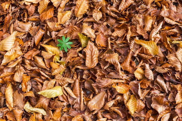 Rojo hojas secas de otoño fondo — Foto de Stock