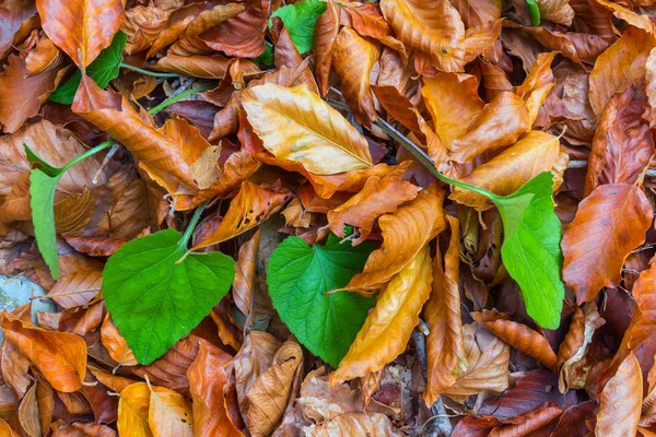 Closeup podzimní suché listí — Stock fotografie