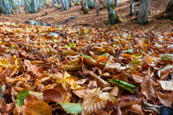 Autumn forest glade in a dry leaves — Stock Photo, Image