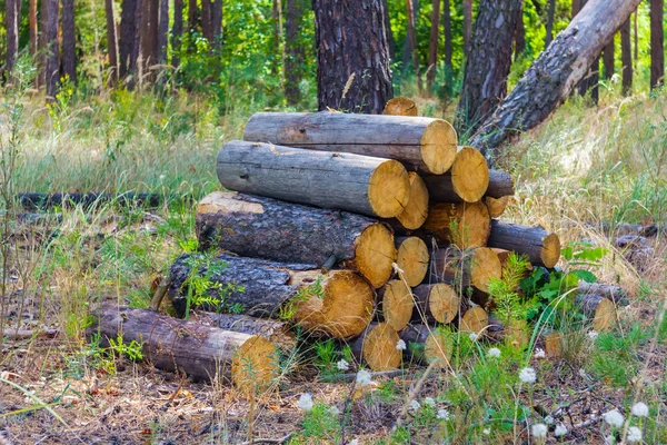Pine logs heap in a forest — Stock Photo, Image