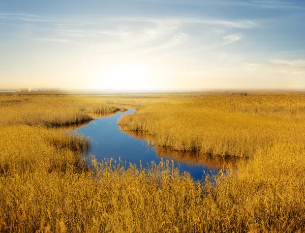 Petit lac au milieu d'un roseau au lever du soleil — Photo