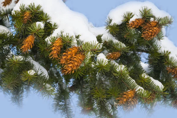 松の木の枝は雪の中で — ストック写真