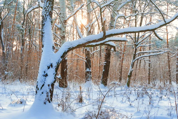 冬季森林场景 — 图库照片