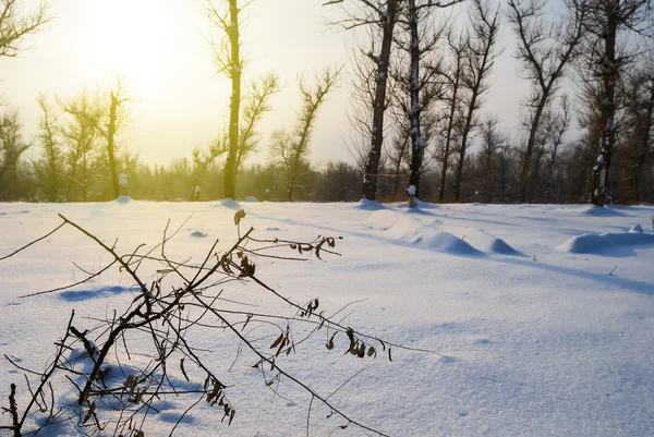 's avonds winter forest — Stockfoto