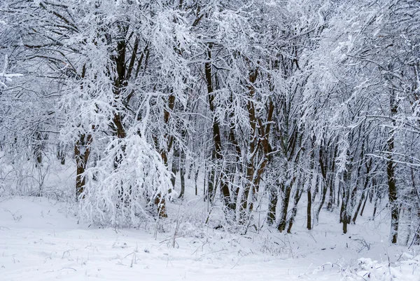Bosco invernale in una neve — Foto Stock