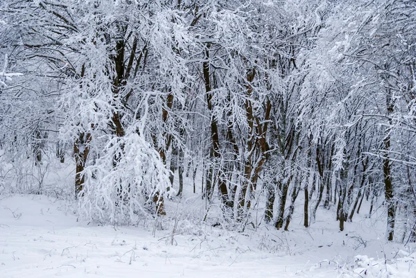 Floresta de inverno em uma neve — Fotografia de Stock