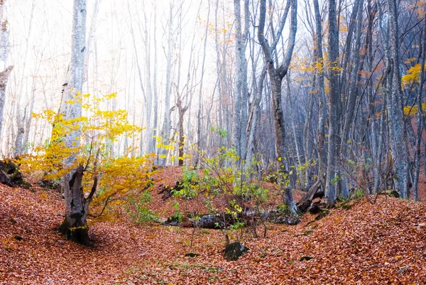 Otoño montaña bosque escena — Foto de Stock
