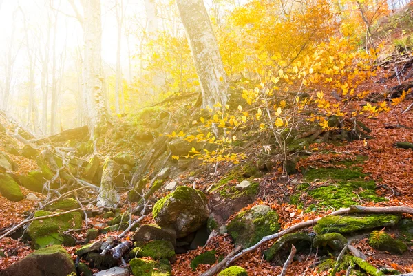 Outono floresta de montanha por um dia ensolarado — Fotografia de Stock