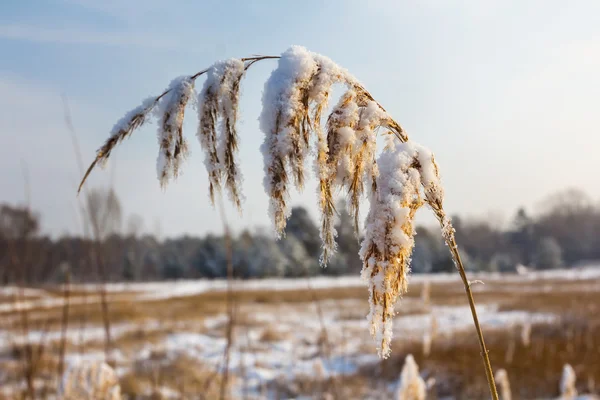 Tige de graminées à gros plans dans une prairie d'hiver — Photo