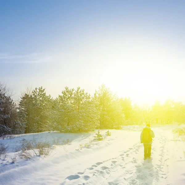 Turist i en kväll vintern skog — Stockfoto