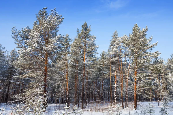 Zimowe sosnowego drzewa lasu sceny — Zdjęcie stockowe