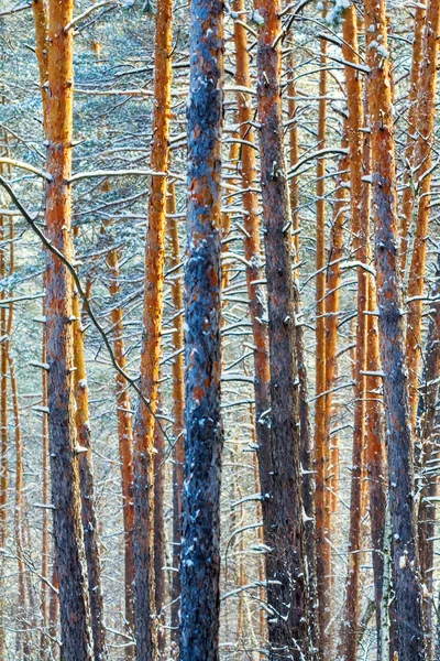 Closeup kış çam ağacı orman — Stok fotoğraf