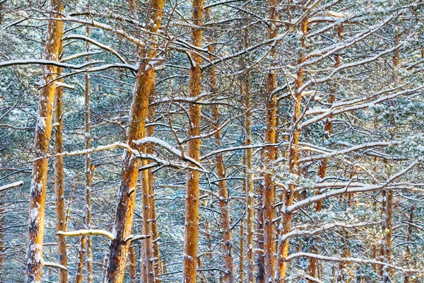 Zimowe śniegiem sosnowym lasem — Zdjęcie stockowe