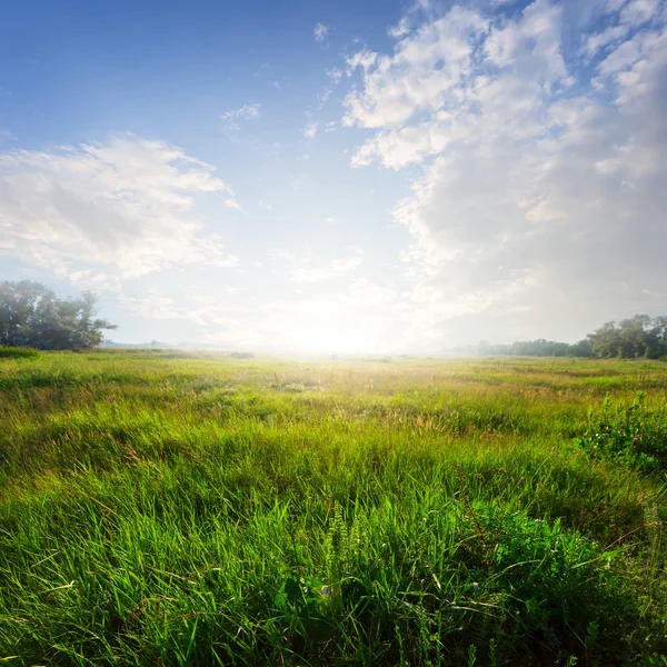 Günbatımı üzerinde yeşil çayır — Stok fotoğraf