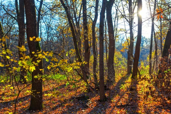 Bosque de otoño tranquilo en los soles — Foto de Stock
