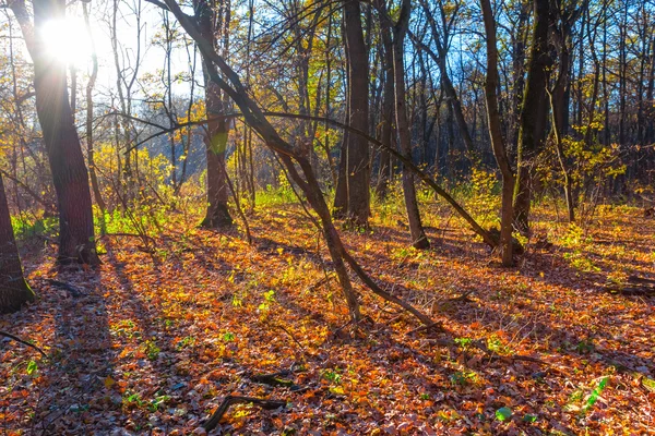 Bosque rojo de otoño al atardecer — Foto de Stock