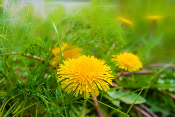 Closeup yellow dandelion stylized background — Stock Photo, Image