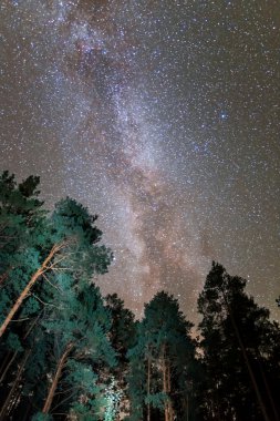 gece çam ormanı sahne