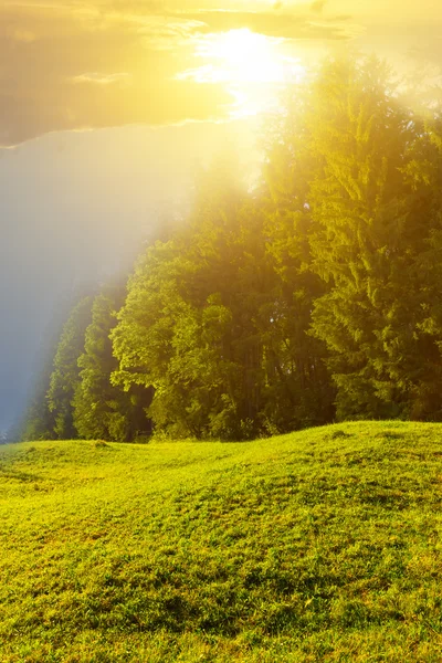 Kvällen tall skog scen — Stockfoto