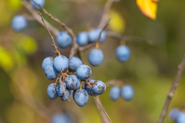 Closeup blackthorn ramo — Fotografia de Stock