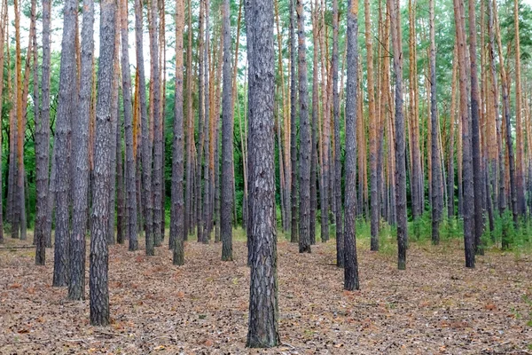 Bosque de pino escena — Foto de Stock