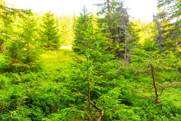 Verão pinheiro floresta cena — Fotografia de Stock