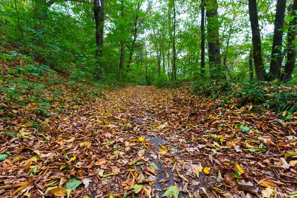 Scena foresta autunno — Foto Stock