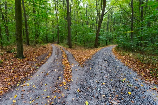 Estrada rural através de uma floresta — Fotografia de Stock