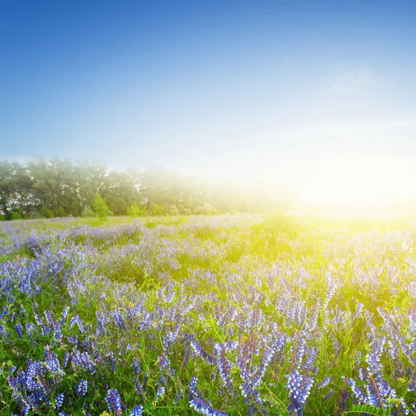 Pradera de verano en un rayo de sol naciente —  Fotos de Stock