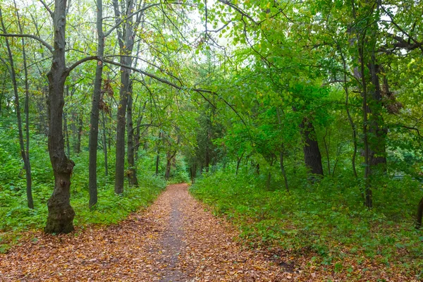 静かな秋の森 — ストック写真