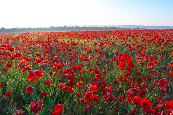 Red poppy field at the sunrise — Stock Photo, Image