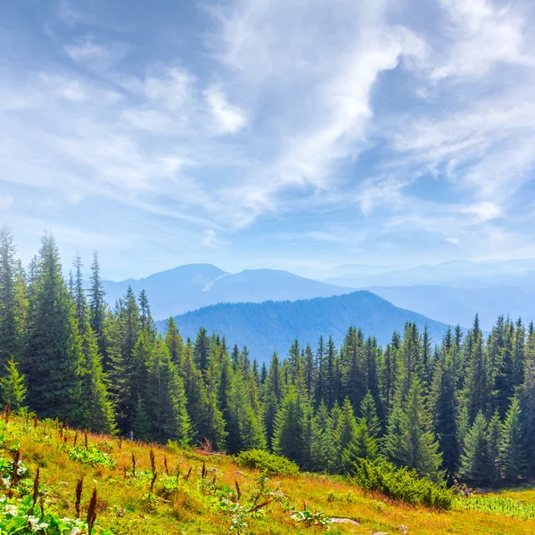 Scena foresta di montagna — Foto Stock