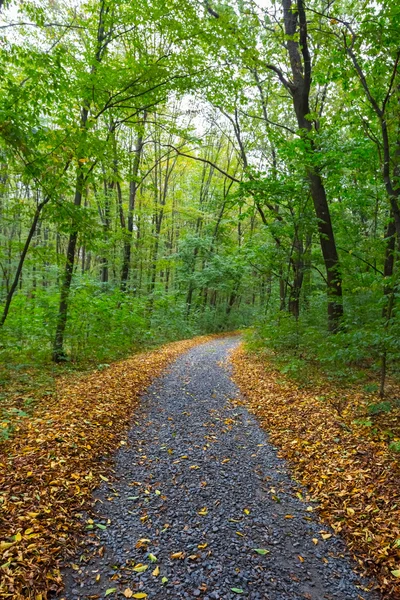 Strada in una foresta di autunno — Foto Stock