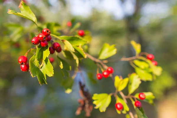 Closeup hawthorn branch with berries — Stock Photo, Image