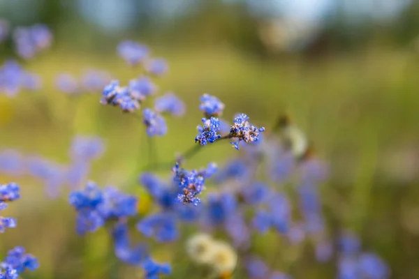 Closeup autumn blue flowers — Stock Photo, Image