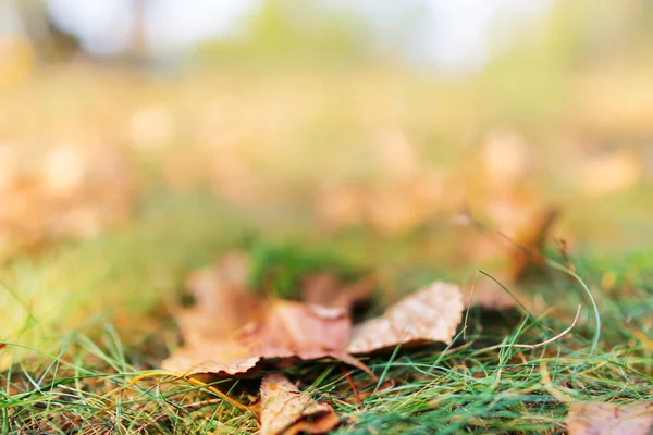 Dry autumn leaves background — Stock Photo, Image