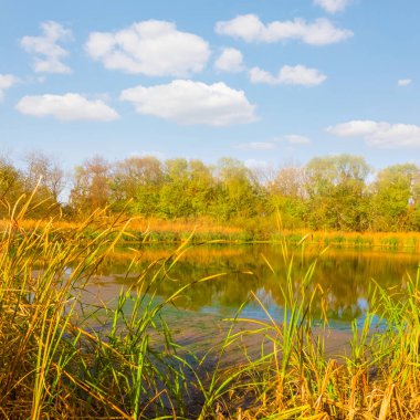 calm river  with forest in red dry leaves on the coast, quiet outdoor autumn landscape