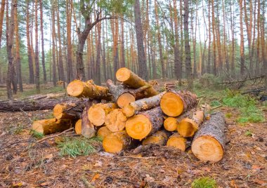 heap of pine tree trunk on the forest glade, forest deforestation outdoor scene