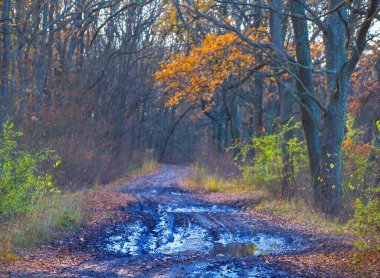 ground road with water puddle among forest glade covered by red dry leaves