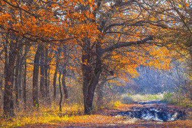 ground road with water puddle among forest glade covered by red dry leaves