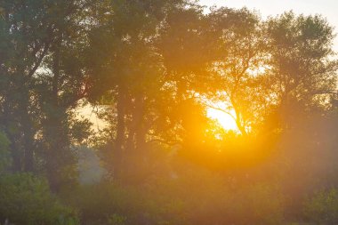 Sonbahar ormanı, parlak güneş ışığında kırmızı kuru yapraklarla kaplıdır.