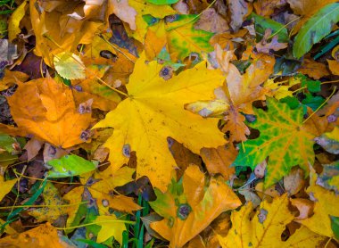 closeup heap of red dry autumn leaves on the ground, beautiful natural seasonal background